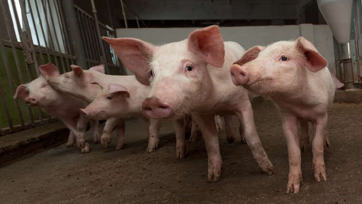 El estrés porcino y su impacto en la calidad de la carne