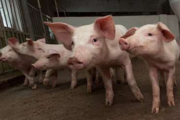 El estrés porcino y su impacto en la calidad de la carne