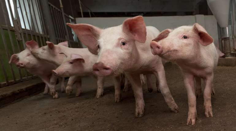 El estrés porcino y su impacto en la calidad de la carne