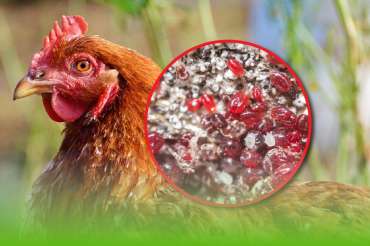 Ácaro rojo en gallinas. Un enemigo invisible en granjas y traspatios