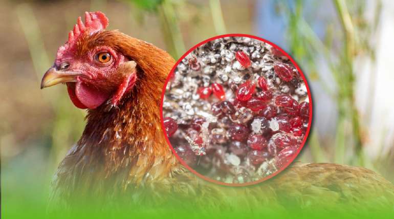 Ácaro rojo en gallinas. Un enemigo invisible en granjas y traspatios