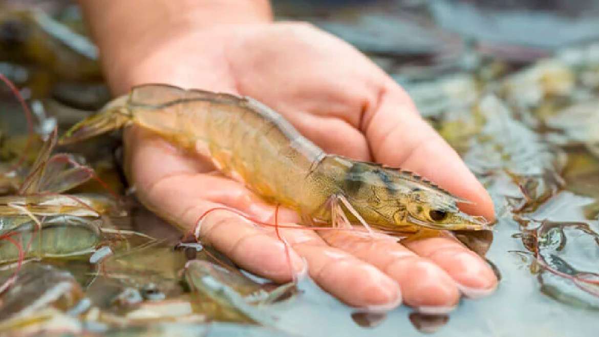 Importancia de la Salud de las Branquias en los Camarones